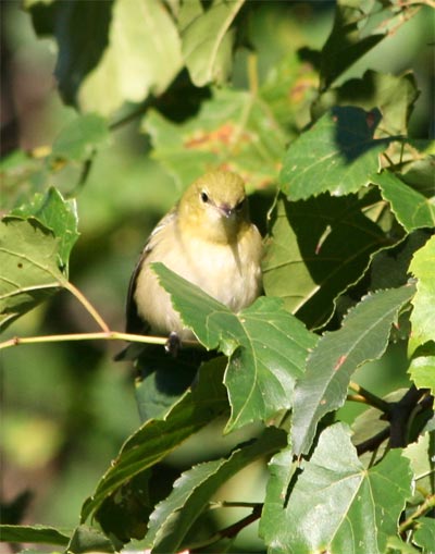 Bay-breasted Warbler