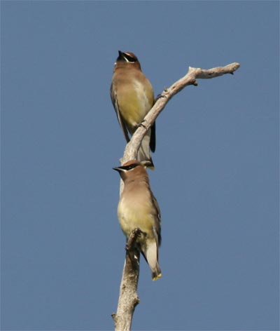 Cedar Waxwing