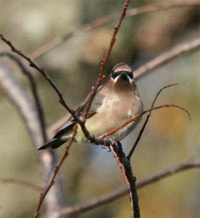 Cedar Waxwing