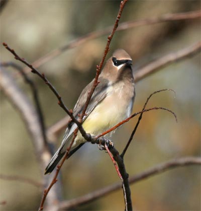 Cedar Waxwing