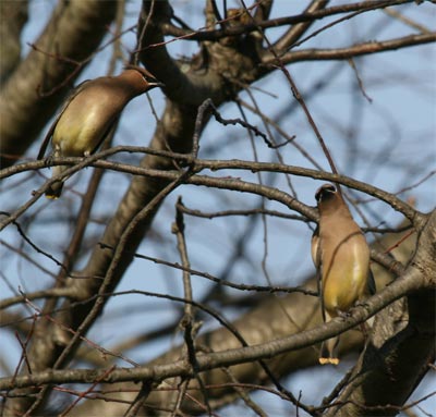 Cedar Waxwing