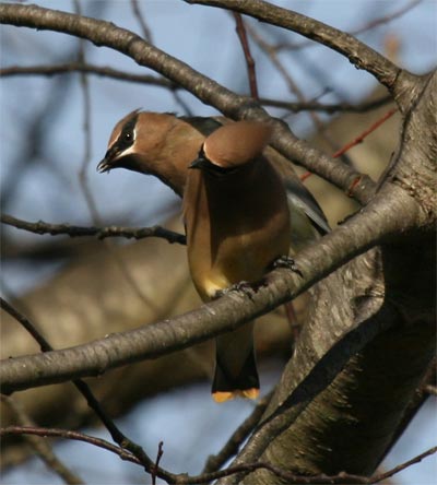 Cedar Waxwing