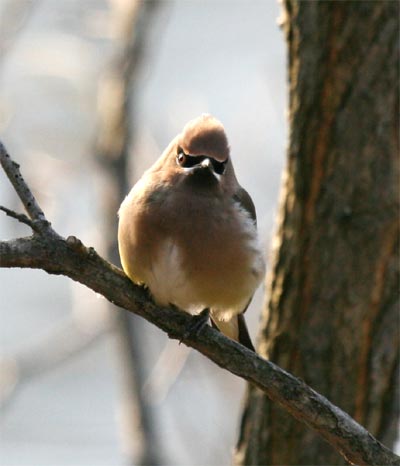 Cedar Waxwing