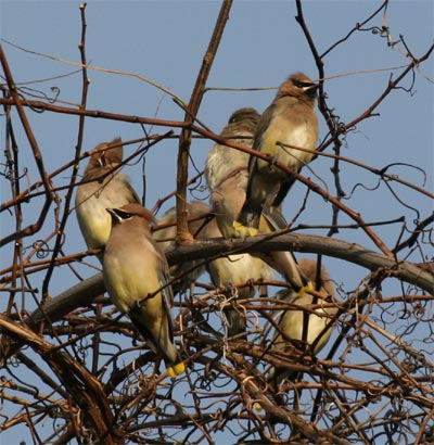 Cedar Waxwing