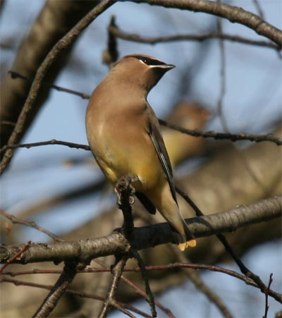 Cedar Waxwing