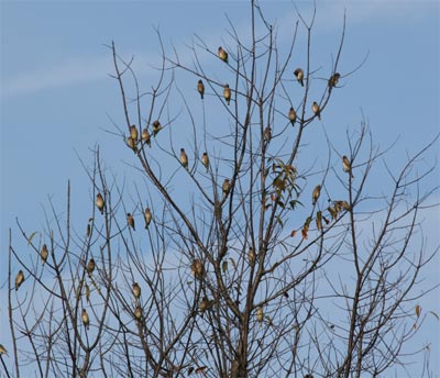 Cedar Waxwing