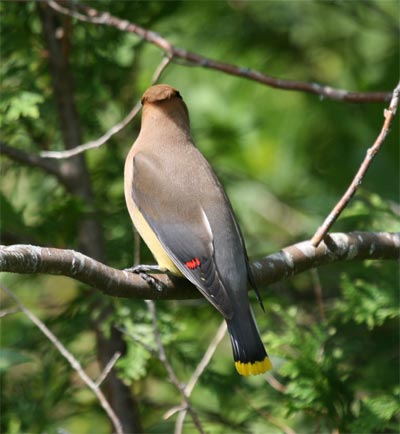 Cedar Waxwing