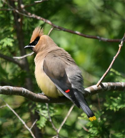 Cedar Waxwing