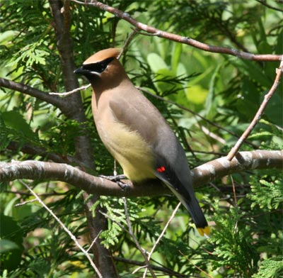 Cedar Waxwing