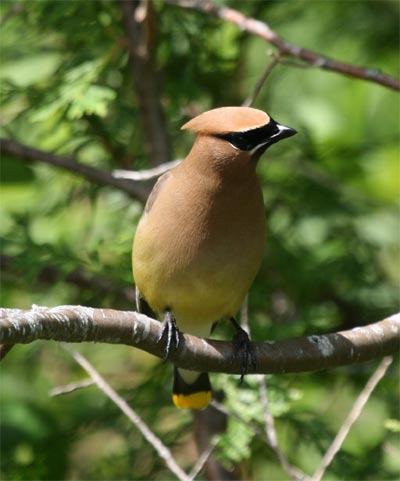 Cedar Waxwing