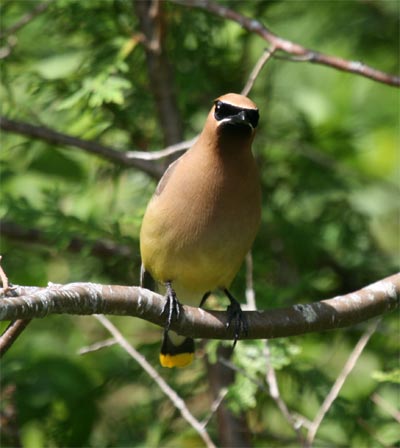 Cedar Waxwing