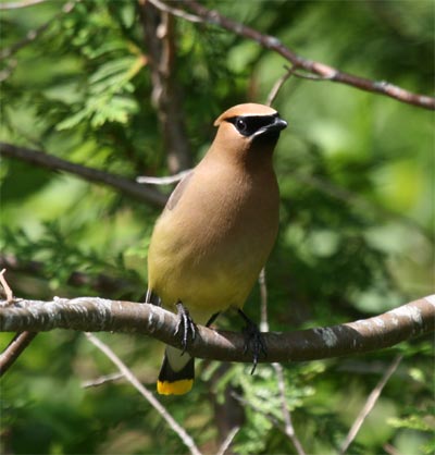 Cedar Waxwing