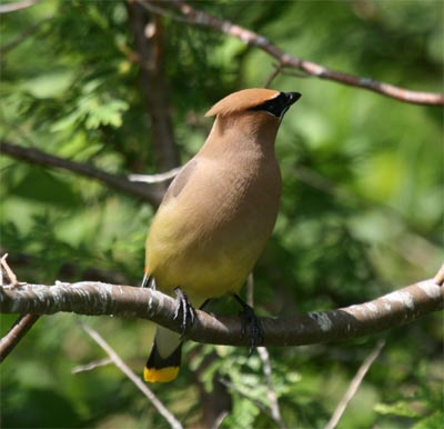 Cedar Waxwing