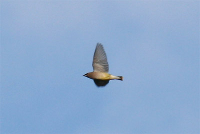 Cedar Waxwings