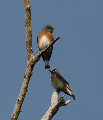 Cedar Waxwing and Eastern Bluebird