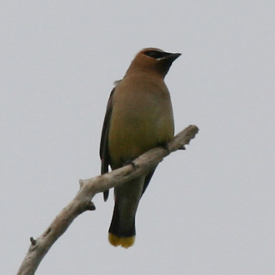 Cedar Waxwing