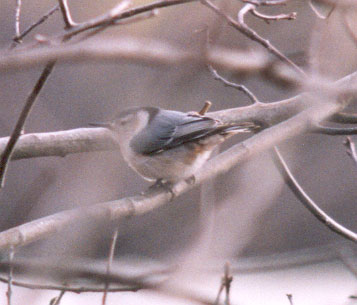 White-breasted Nuthatch