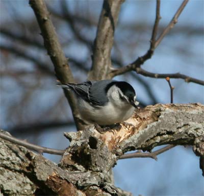 White-breasted Nuthatch