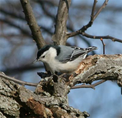 White-breasted Nuthatch