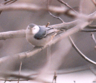 White-breasted Nuthatch