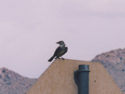 Western Kingbird