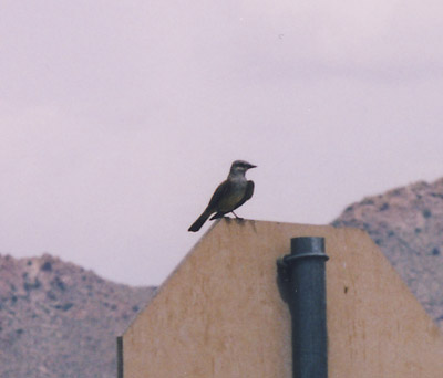 Western Kingbird