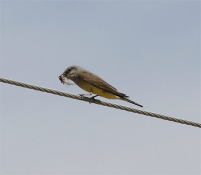 Western Kingbird