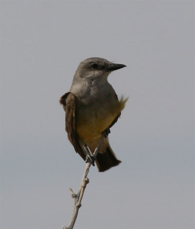 Western Kingbird