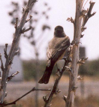 Western Kingbird