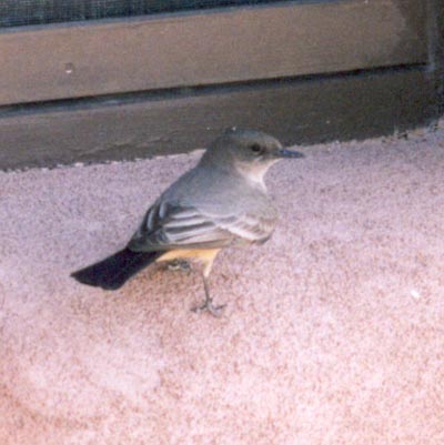 Western Kingbird