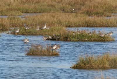 Greater Yellowlegs