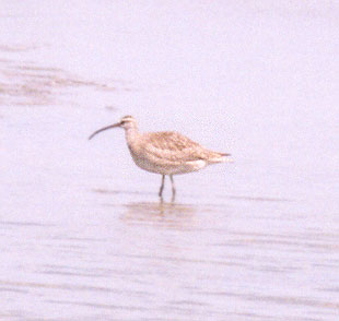 Whimbrel