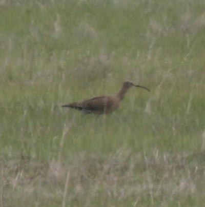 Whimbrel