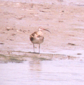 Whimbrel