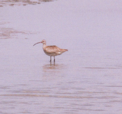 Whimbrel