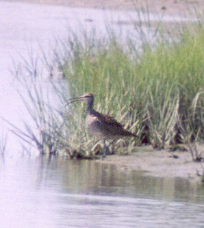 Whimbrel