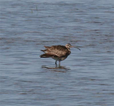 Whimbrel