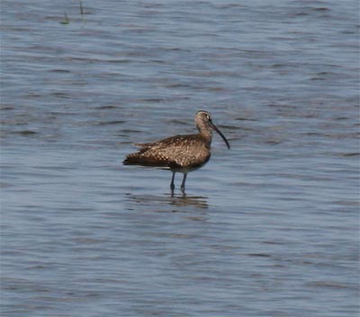 Whimbrel