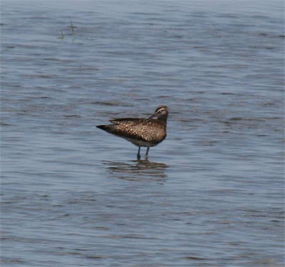 Whimbrel