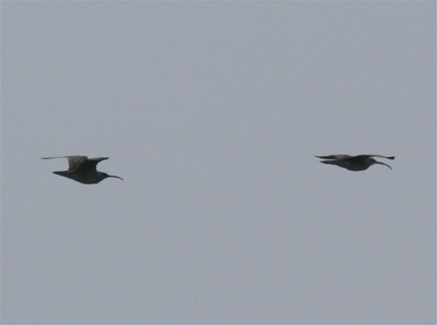 Whimbrels Flying