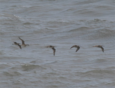 Whimbrels Flying