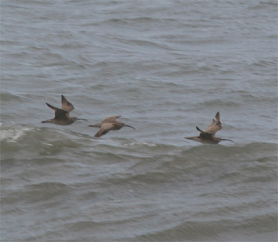 Whimbrels Flying