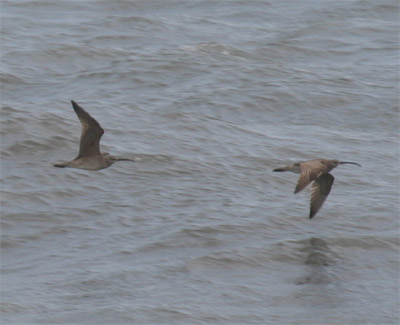 Whimbrels Flying