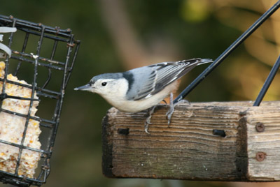 White-breasted Nuthatch