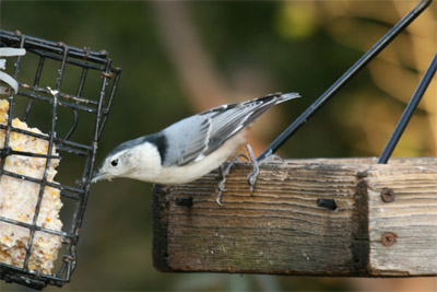 White-breasted Nuthatch