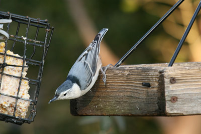 White-breasted Nuthatch