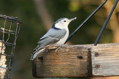 White-breasted Nuthatch