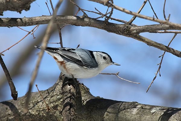 White-breasted Nuthatch