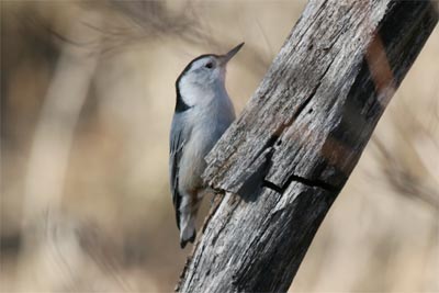 White-breasted Nuthatch