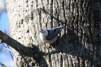 White-breasted Nuthatch